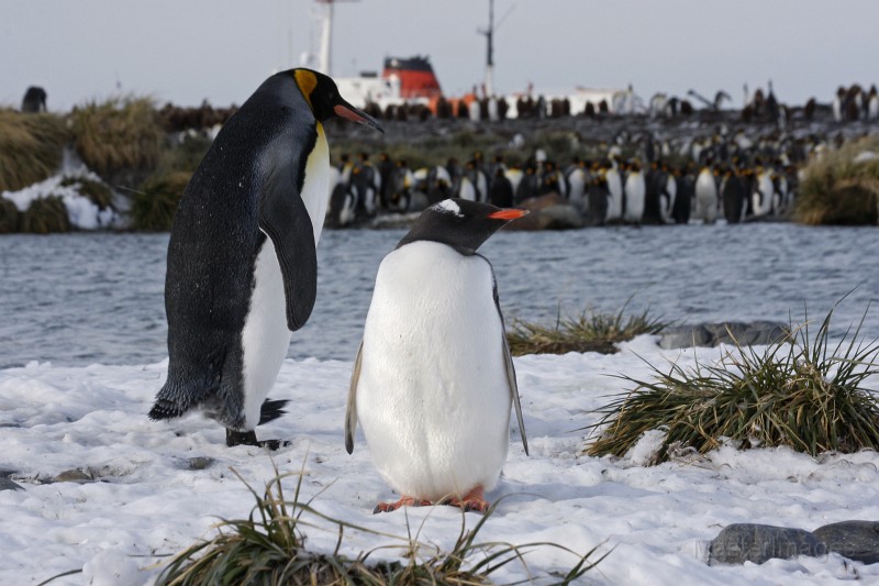 IMG_4191c.jpg - King Penguin (Aptenodytes patagonicus)